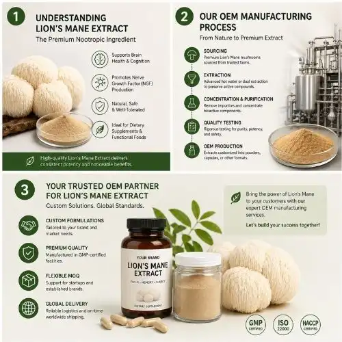 Lion’s Mane Extract OEM Manufacturing Guide